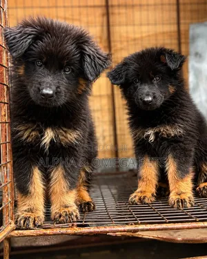 1-3 months Male Purebred German Shepherd
