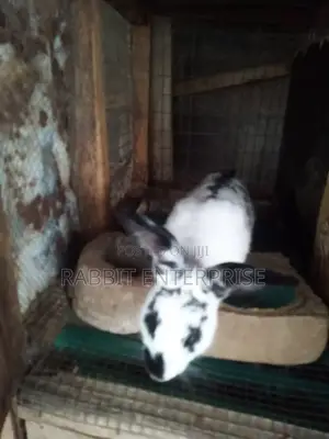 Beautiful Checkered Spotted Rabbit for Sale