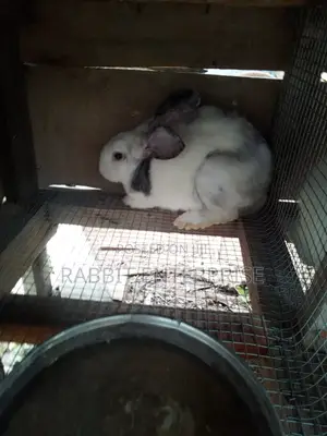 Premium Mixed Breed Rabbits for Sale