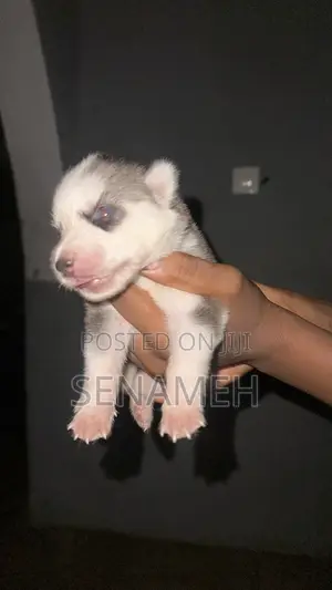0-1 month Male Purebred Siberian Husky