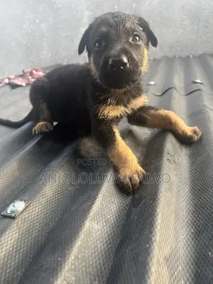 1-3 months Male Purebred German Shepherd