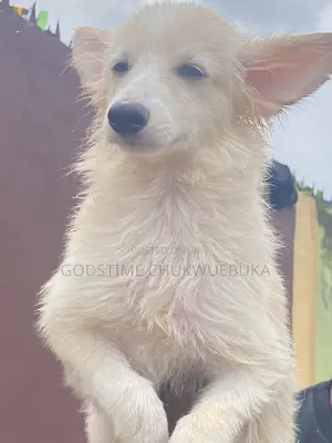 3-6 months Male Purebred American Eskimo