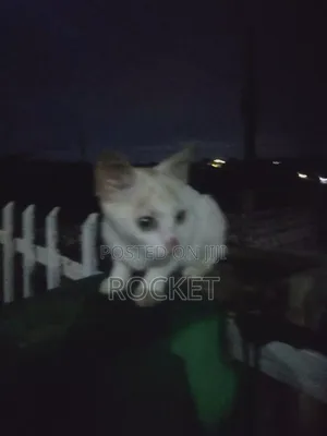 1-3 months Female Mixed Breed American Bobtail
