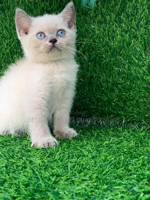 1-3 months Female Purebred British Shorthair