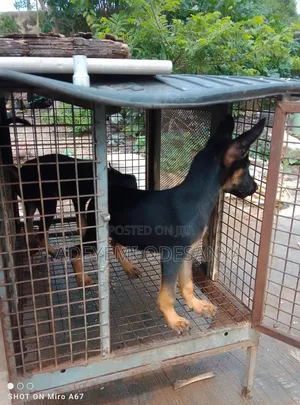 1-3 months Female Purebred German Shepherd