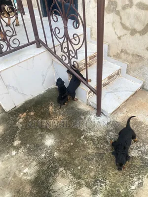 1-3 months Female Purebred Rottweiler
