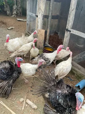 9 Months Old Local Turkey for Sale
