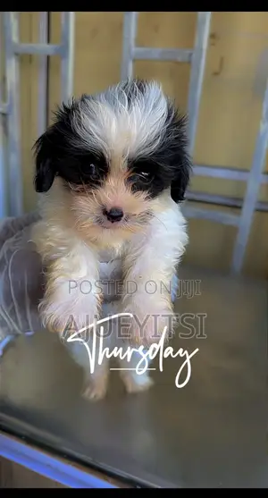 1-3 months Female Purebred Lhasa Apso