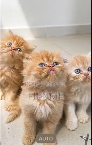 1-3 months Male Purebred Persian