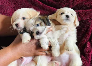 1-3 months Female Purebred Lhasa Apso