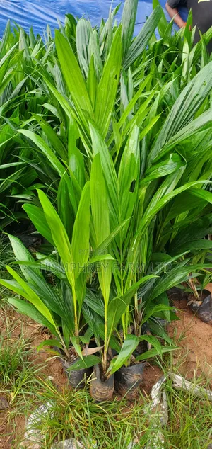 Malaysia Supergene Oil Palm for Sale