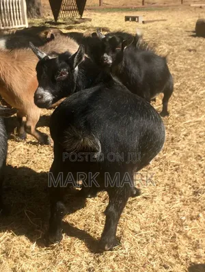 Pregnant Female Goat Available For Sale