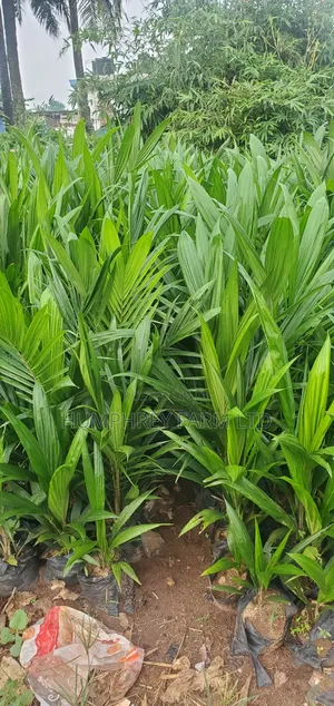 Supergene Sprouted Nuts and Seedlings for Sale