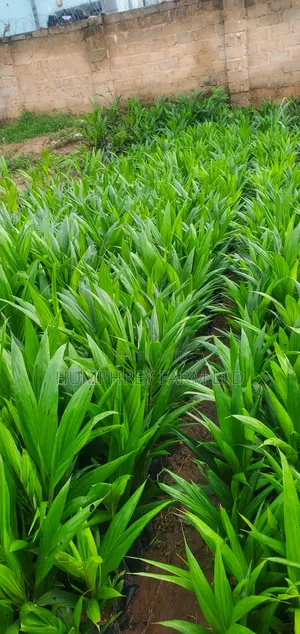 Tenera Oil Palm Seedlings for Sale