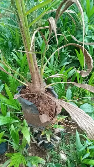 Pure Malaysia Supergene Oil Palm Seedlings and Seeds for Sale