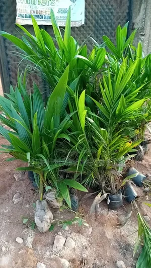Pure Malaysia Supergene Oil Palm Seedlings and Seeds for Sale
