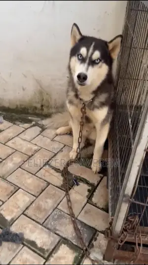 1+ year Male Purebred Siberian Husky