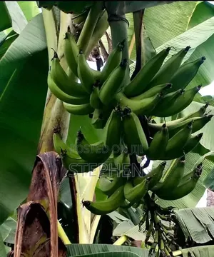 Healthy Hybrid Plantain Suckers for Sale.