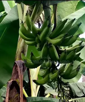 Healthy Hybrid Plantain Suckers for Sale.