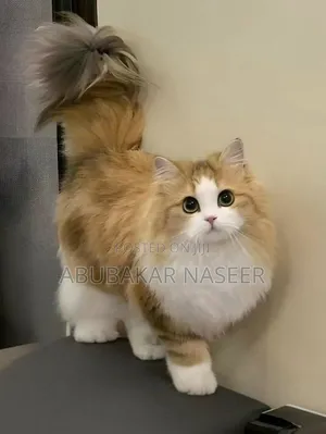 1-3 months Male Mixed Breed British Shorthair
