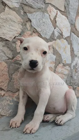 1-3 months Female Purebred American Pit Bull Terrier
