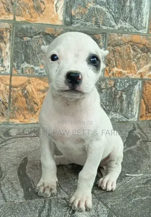 1-3 months Female Purebred American Pit Bull Terrier