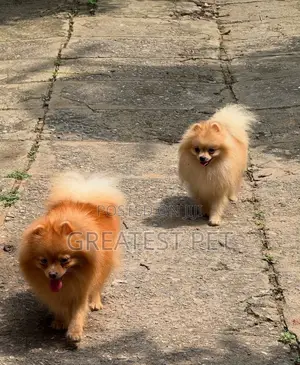 1-3 months Female Purebred Pomeranian