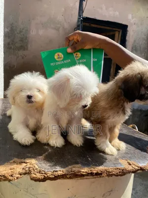 1-3 months Male Purebred Lhasa Apso