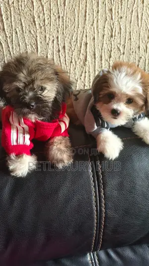 1-3 months Male Purebred Lhasa Apso