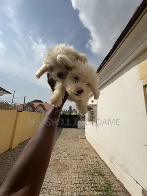 3-6 months Male Purebred Lhasa Apso