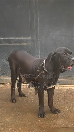 1+ year Female Purebred Cane Corso