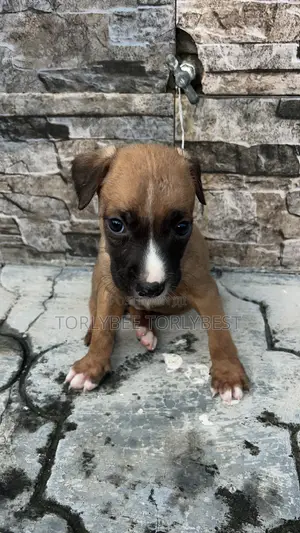 1-3 months Male Purebred American Pit Bull Terrier