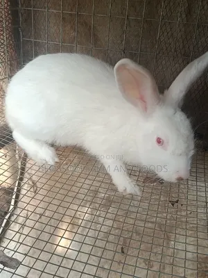 New Zealand Rabbit (Doe)