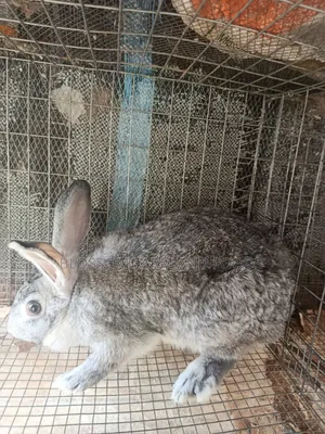 America Chinchilla Rabbit