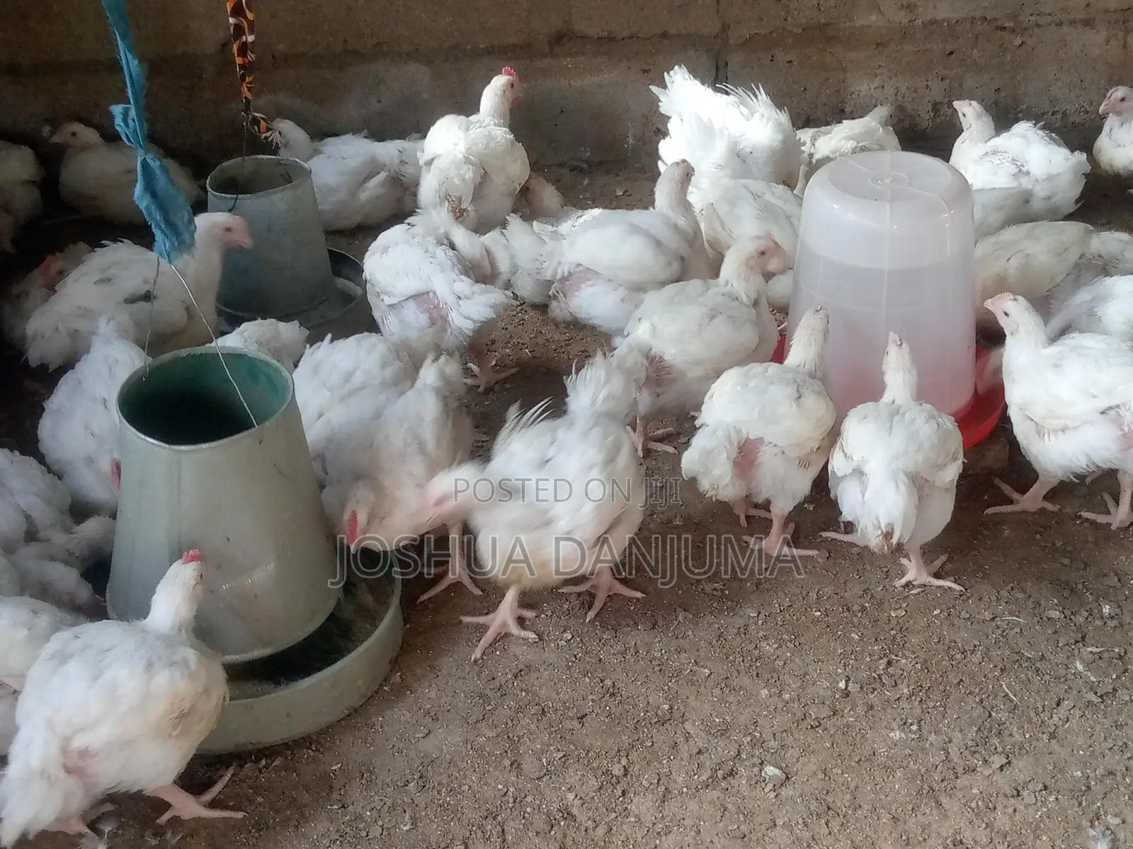 6+ Weeks Broilers
