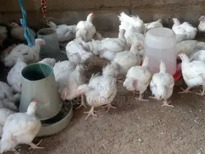 6+ Weeks Broilers