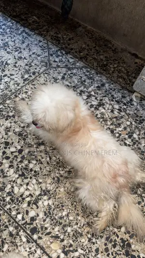 1+ year Male Purebred Lhasa Apso