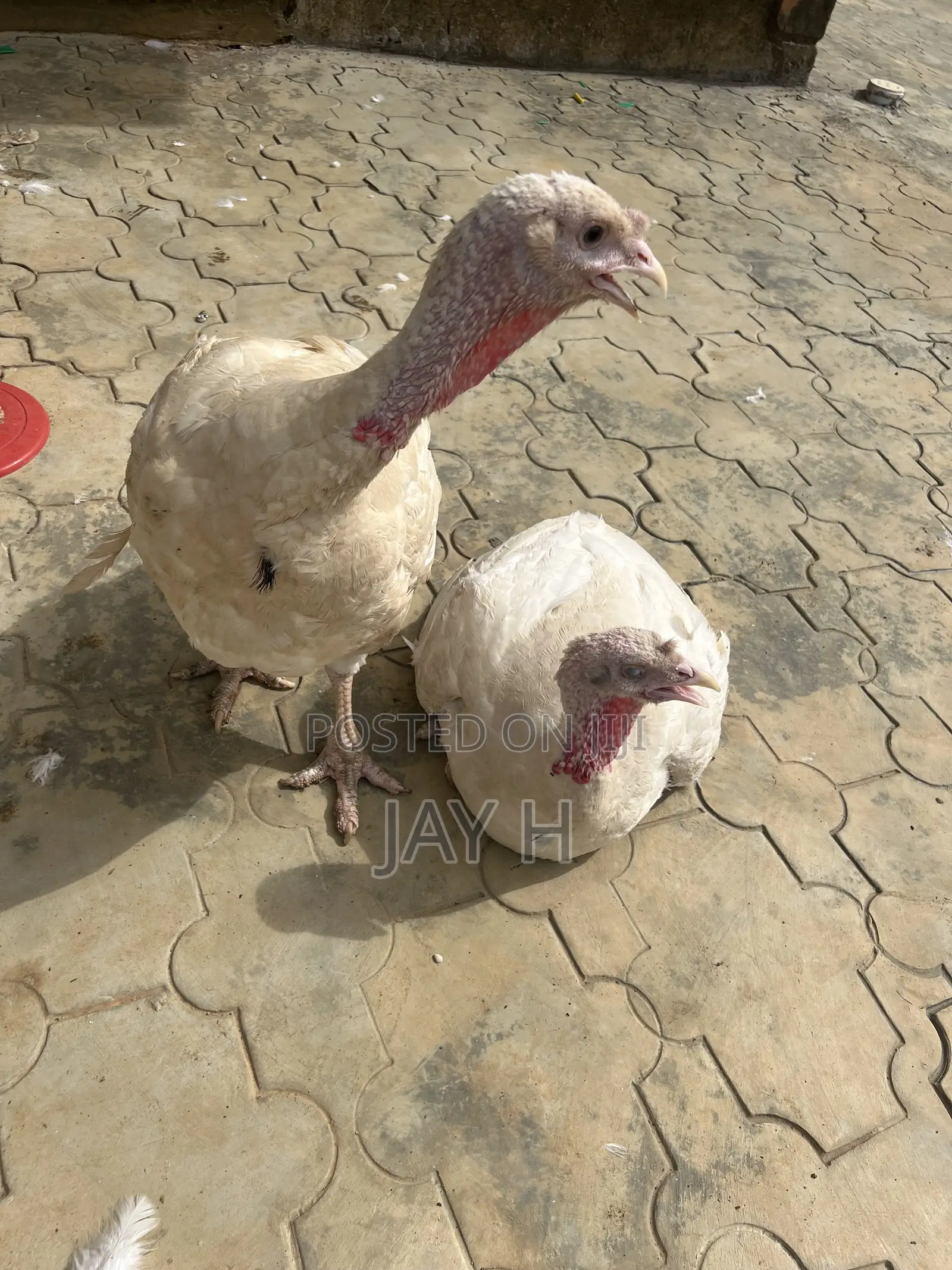 Mature Turkey