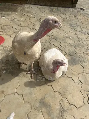 Mature Turkey