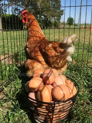 Layer Chicken, Pullets ,