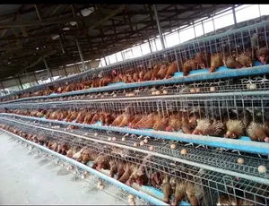 Layer Chicken, Pullets ,
