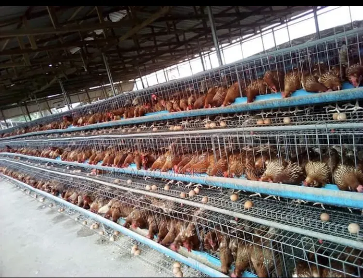 Layer Chicken, Pullets ,