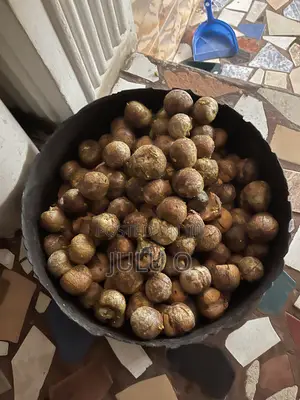 Avocado Seeds