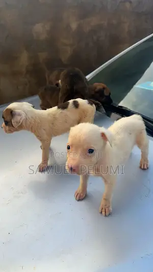1-3 months Male Purebred Bull Terrier