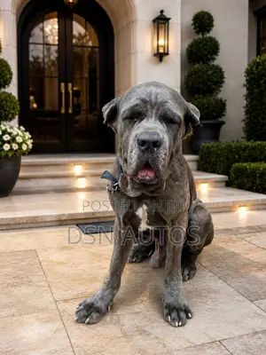 1+ year Male Purebred Cane Corso