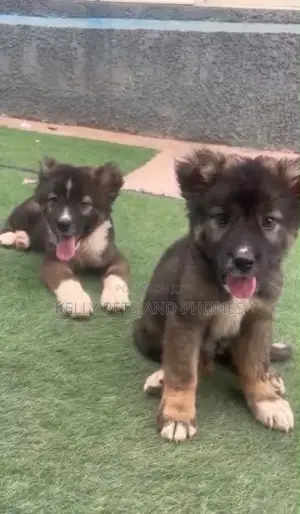 1-3 months Female Purebred Caucasian Shepherd