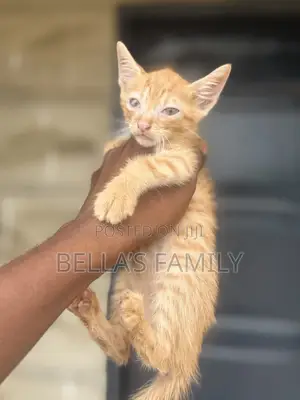 1-3 months Male Purebred American Shorthair