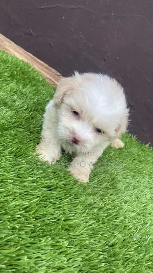 1-3 months Female Purebred Lhasa Apso