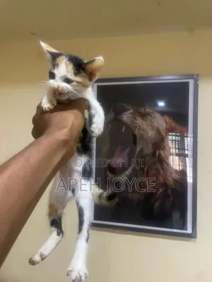 1-3 months Female Purebred Tabby