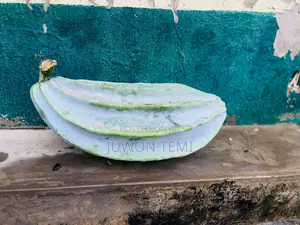 Large Mature Ugwu Seed Pod for Sale